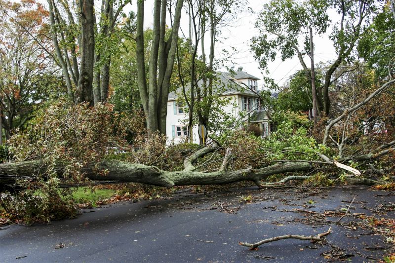 Fallen Tree on Driveway