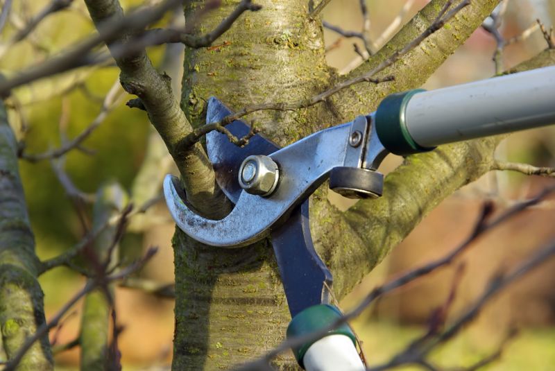 Limbs Trimming in Pottstown, PA