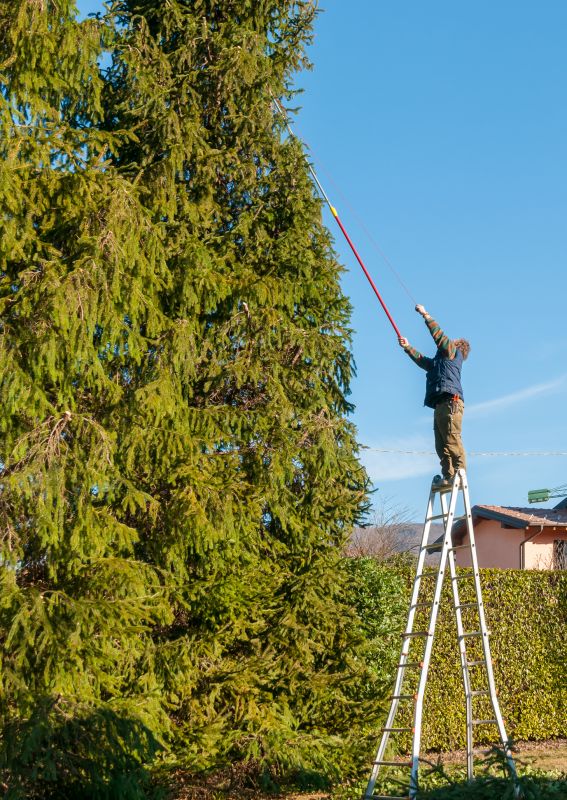 Tree Trimming