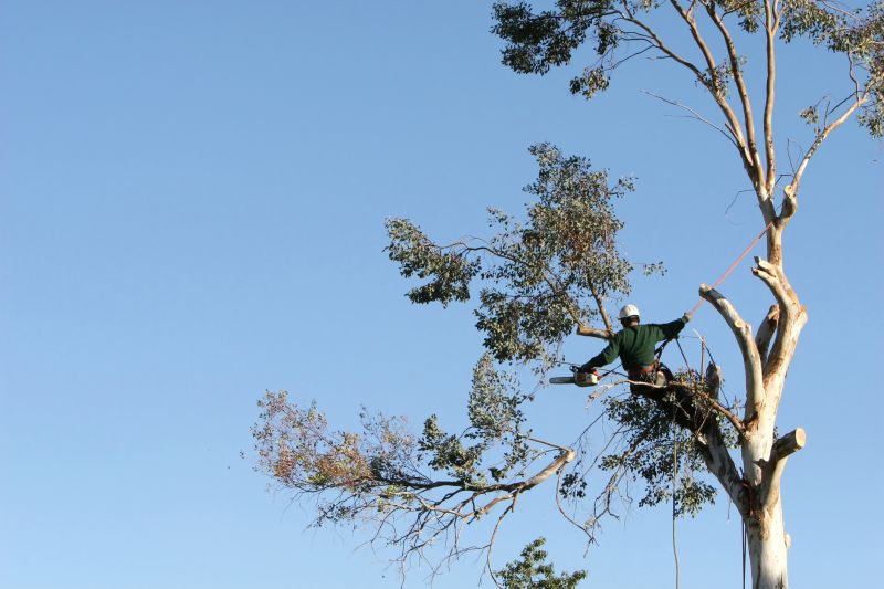 Expert Tree Pruning