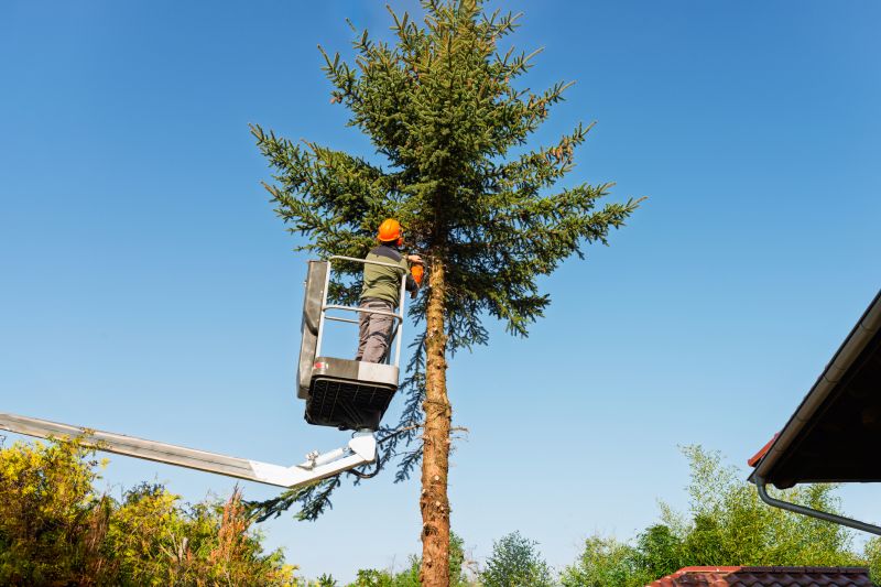Tree Trimming