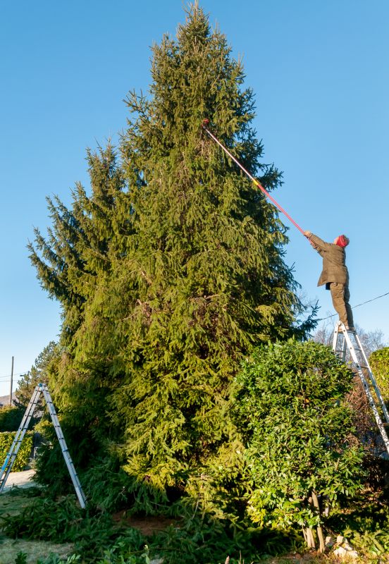 Tree Trimming