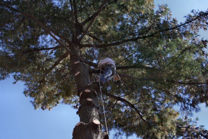 Certified Tree Trimming Experts