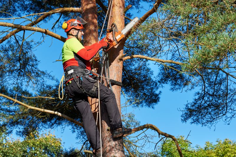 Customized Tree Care Plans