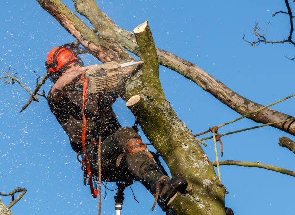 Apple Tree Trimming
